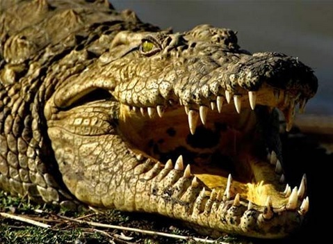 Fakta Tentang Buaya | Sifat & Karakteristik Buaya - Reptil Terbesar di ...